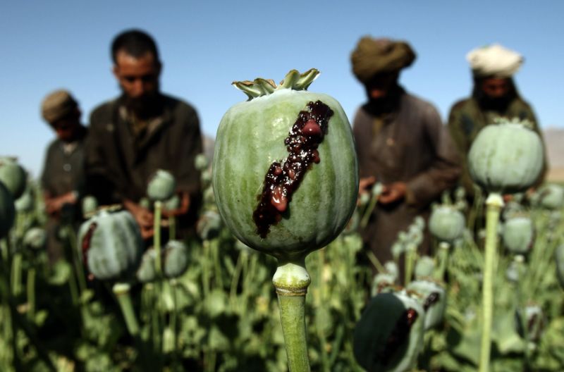 Produkcia_opia_zaznamenala_v_Afganistane_dalsi_rekord