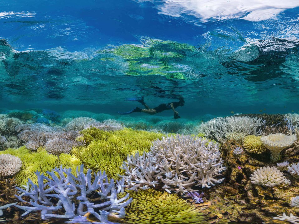 Uz_takmer_50_percent_koralov_sveta_vymrelo_ale_sa_ich_vedci_pokusaju_obnovit