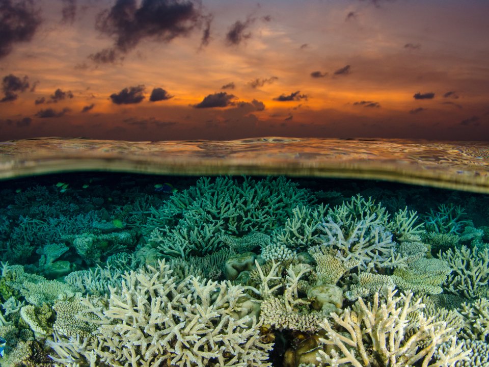 Uz_takmer_50_percent_koralov_sveta_vymrelo_ale_sa_ich_vedci_pokusaju_obnovit_1