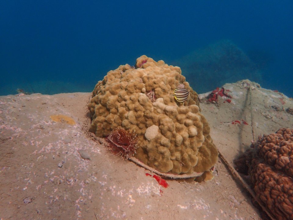 Uz_takmer_50_percent_koralov_sveta_vymrelo_ale_sa_ich_vedci_pokusaju_obnovit_5