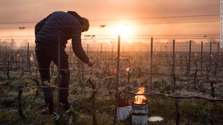 Muž kontroluje púčiky viniča, keď 12. apríla vo vinici Luneau-Papin - neďaleko Nantes, kde horia protimrazové sviečky.