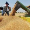 India s okamžitou platnosťou zakazuje vývoz pšenice